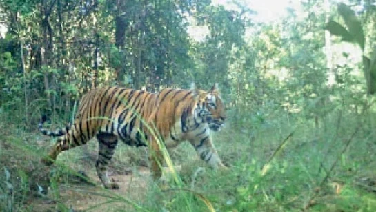 CG News : जंगलों में बाघ की वापसी, पगचिन्ह मिलने से वन विभाग सतर्क, 10 गांवों में मुनादी