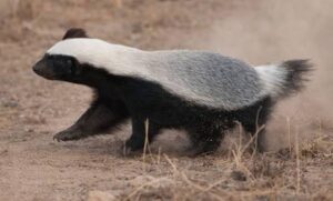 छत्तीसगढ़ में दिखा दुनिया का सबसे निडर जानवर; जानिए दुर्लभ वन्यजीव हनी बैजर की खूबियां