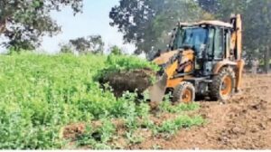 मक्का के बीच उगाई गई अफीम पर प्रशासन का बुलडोजर