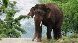 CG News : महुआ बीनने गए ग्रामीण पर हाथी का हमला , हुई दर्दनाक मौत…