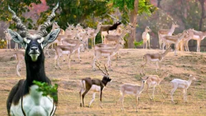 CG News: विलुप्त हो रहे थे काले हिरण, अब 200 से ज्यादा हो गयी संख्या, बारनवापारा दे रहा काले हिरणों को पुनर्जीवन…