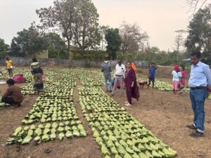 छत्तीसगढ़ के वनवासियों की खुली लॉटरी! ‘हरे सोने’ ने मचाया धमाल, अब खातों में आएंगे सीधे 920 करोड़ रुप