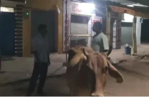 आधी रात…बीच बाजार में एक हवशी गौवंश के साथ कर रहा था दरिदंगी, लोगों ने मौके पर पकड़ा…