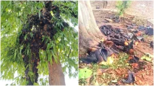 पेड़ के पास मृत मिले सैकड़ों चमगादड़, क्षेत्र में मचा हड़कंप, हीट स्ट्रोक से मौत की आशंका