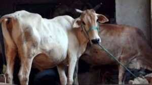 छत्तीसगढ़ में गौ हत्या के 7 आरोपी गिरफ्तार, गौवंश की जान लेकर करते थे ऐसा काम, जानकर पुलिस के भी उड़े होश