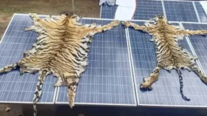सरेंडर नक्सली भी था बाघ खाल का तस्कर, तीसरी खाल बरामद, आत्मसमर्पित नक्सली व चौकीदार समेत कई गिरफ्तार