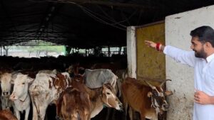 ढाई सौ क्षमता वाले गौठान में 600 गौवंश, 8 माह से भुगतान अटका…