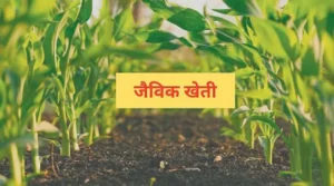 जैविक खेती में करोड़ों का घोटाला, दोगुने दामों में खरीदी खाद