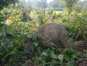 ब्रेकिंग सरगुजा: झटका तार की चपेट में आने से हाथी के शावक की मौत
