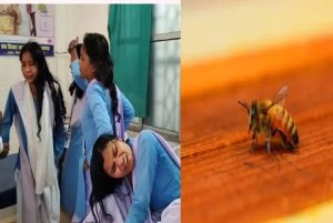 CG: सरकारी स्कूल में मधुमक्खी के हमले में घायल बच्चों को मिलेगी मदद, सहायता राशि स्वीकृत